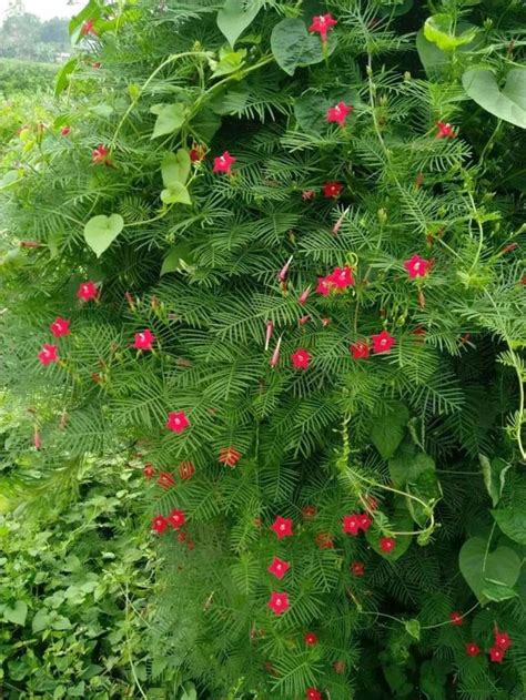 攀藤類植物|臺灣146種藤本植物攀爬類型